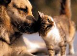 Pet Lovers