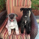 The Bond Babies