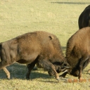 Yellowstone