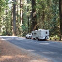 California Redwoods